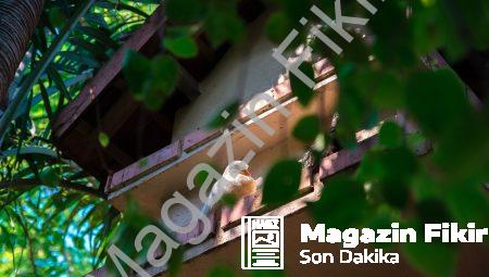 Nöroestetik: Sanatın Beyinde Yarattığı Değişikliklerin Psikolojik Etkileri