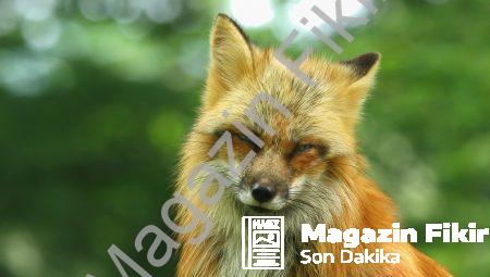 Psi Fenomenleri: Güçlerin Derinliği