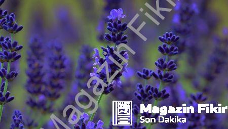 Kültürün İnsan Davranışı Üzerindeki Etkileri: Farklılıkların Keşfi