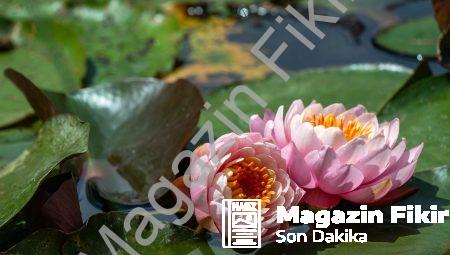 Psi Fenomenleri: Beşinci İskeleti ve Zihnin Gücü