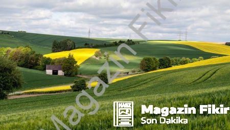 Nörogerontoloji: Yaşlılık Sürecinde Beyin Sağlığı İçin Çözümler