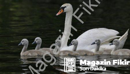 Duygusal Robotlar: İnsanların Hayatında Yer Aldığında Neler Olacak?