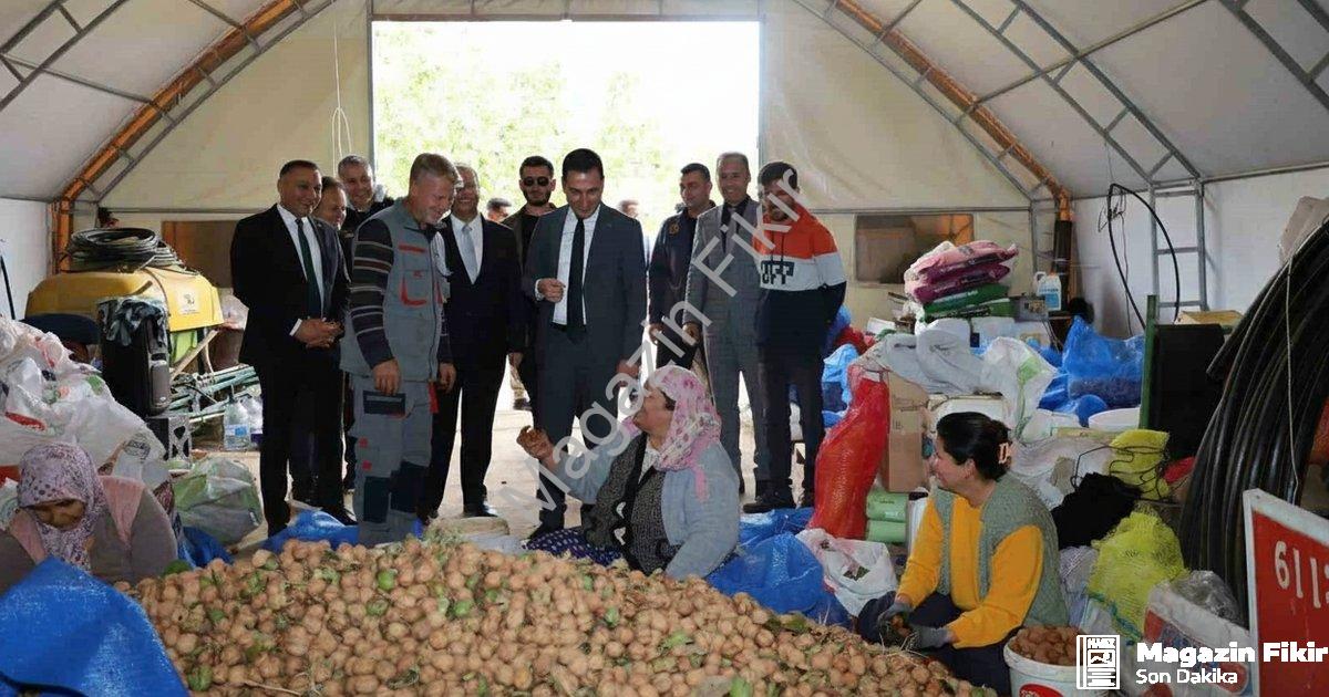 "Dinar’da ceviz sezonu bereketle açıldı: Üretici memnun" başlıklı haber için fotorealistik, profesyo