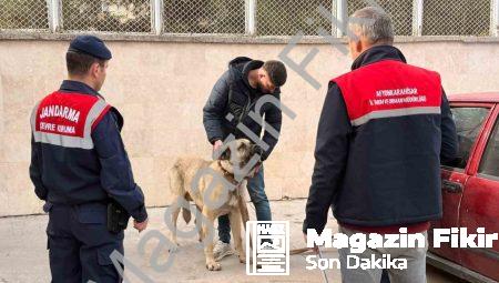 Afyonkarahisar’da Köpek Dövüşü Vahşetine Dronlu Darbe: 12 Gözaltı