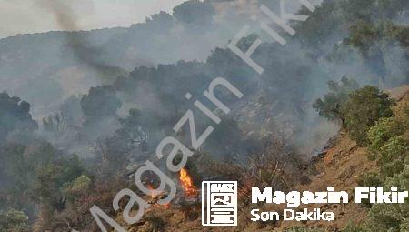 Aydın Bozdoğan’da Korkutan Orman Yangını: Rüzgarla Mücadele Sürüyor