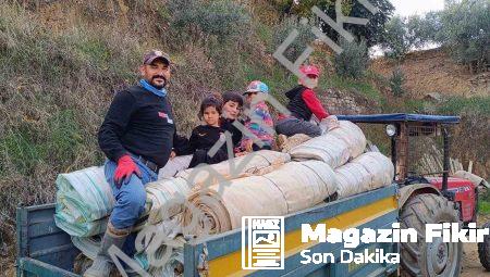 Sarıgöl’de Hasat Sonrası Telaş: Bağlarda Örtüler Toplanıyor