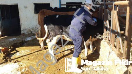 Aydın’da Şap Alarmı: Ekipler Hayvanları Kurtarmak İçin Sahada!