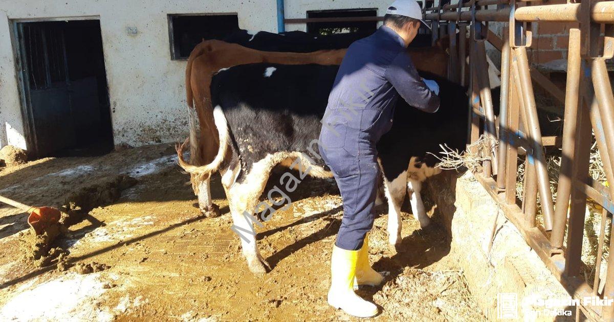 "Aydın'da Şap Alarmı: Ekipler Hayvanları Kurtarmak İçin Sahada!" başlıklı haber için fotorealistik,