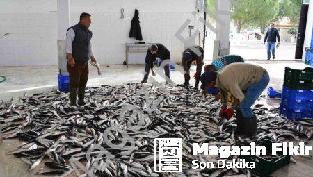 Muğla’nın Balık İhracatında Rekor Yükseliş