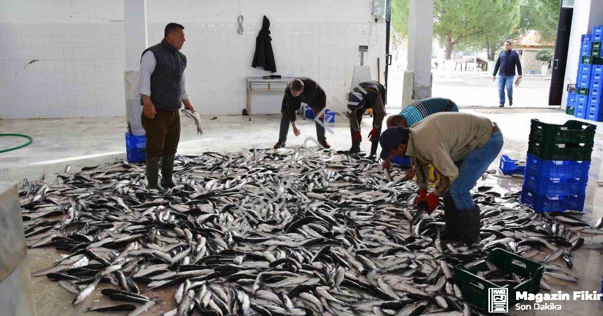 "Muğla'nın Balık İhracatında Rekor Yükseliş" başlıklı haber için fotorealistik, profesyonel bir habe