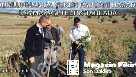 Dumlupınar’da Şeker Pancarı Hasadı: Kaymakam Teltik Tarlada