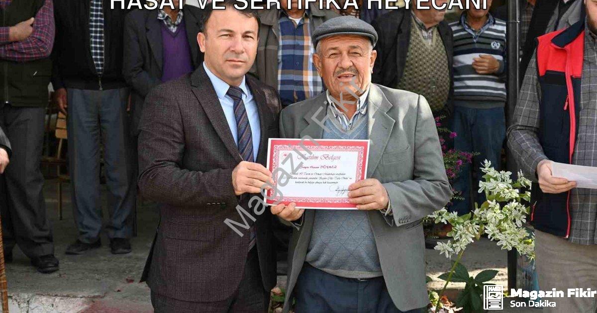 "Tavas'ta Zeytin Üreticileri Okullu Oldu: Hasat ve Sertifika Heyecanı" başlıklı haber için fotoreali