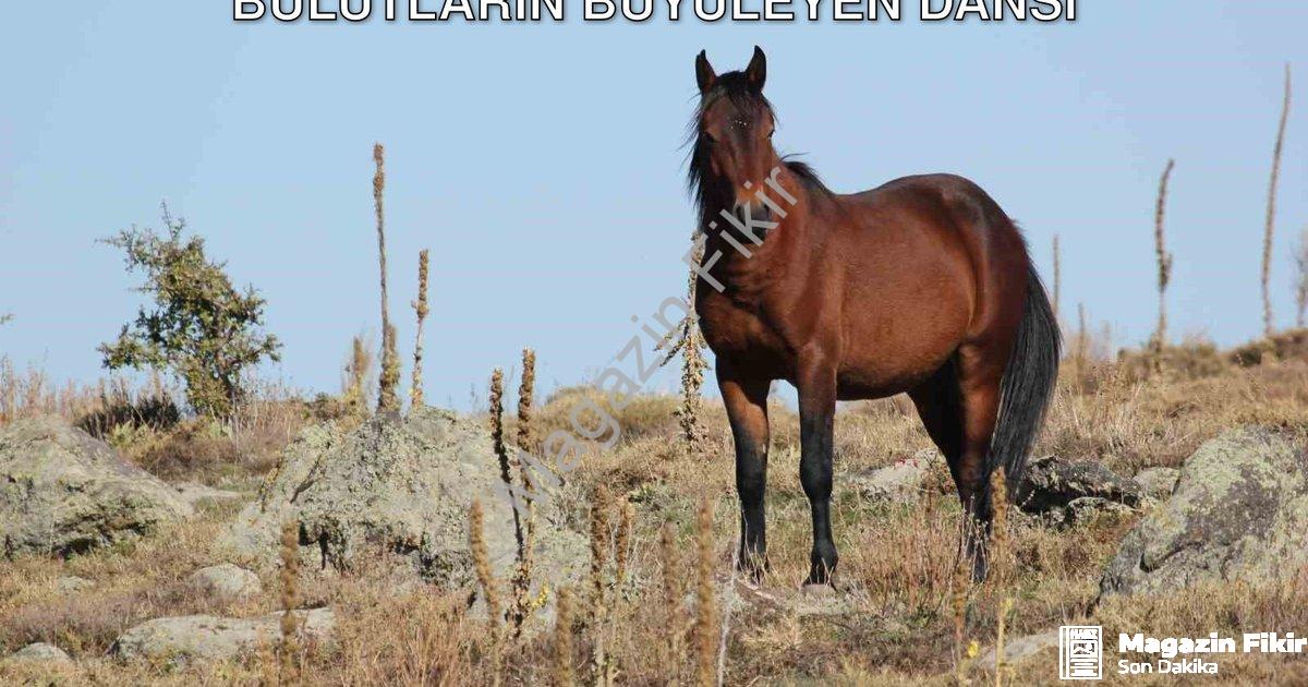 "Afyonkarahisar’da Yılkı Atları ve Bulutların Büyüleyen Dansı" başlıklı haber için fotorealistik, pr