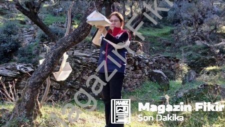 Söke’de Tarımsal Alarm: Zararlı Sinek Popülasyonunda Kritik Artış