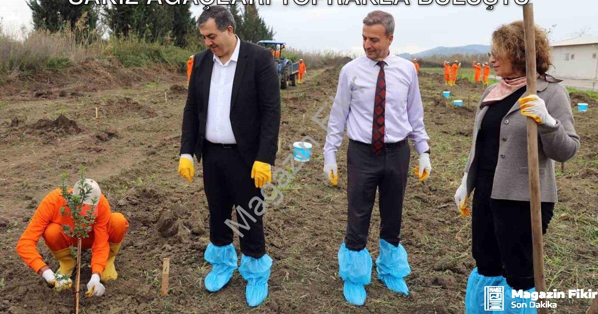 "Dalaman Cezaevinde Tarımsal Dönüşüm: Sakız Ağaçları Toprakla Buluştu" başlıklı haber için fotoreali