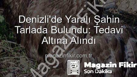 Denizli’de Yaralı Şahin Tarlada Bulundu: Tedavi Altına Alındı