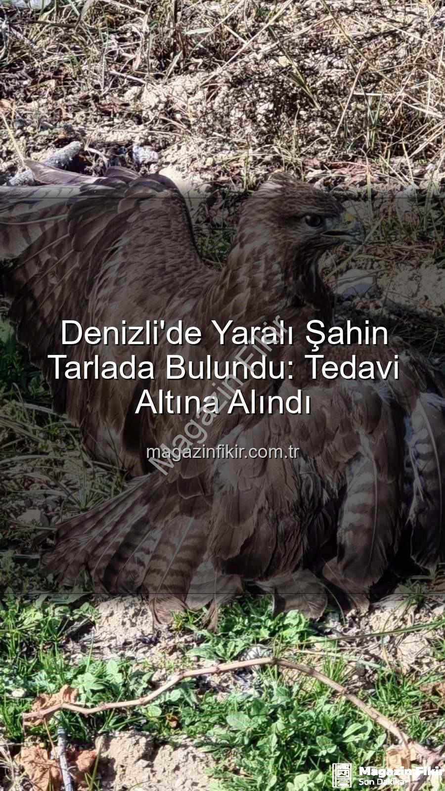 Denizli'de yaralı şahin - Denizli'de Yaralı Şahin Tarlada Bulundu: Tedavi Altına Alındı