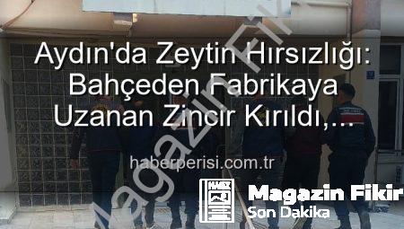 Aydın’da Zeytin Hırsızlığı Şoku: Bahçeden Çalınan Ürünler Fabrikada Ele Geçirildi!