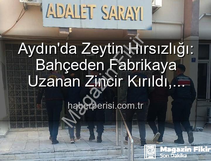 zeytin hırsızlığı - Aydın'da Zeytin Hırsızlığı Şoku: Bahçeden Çalınan Ürünler Fabrikada Ele Geçirildi!