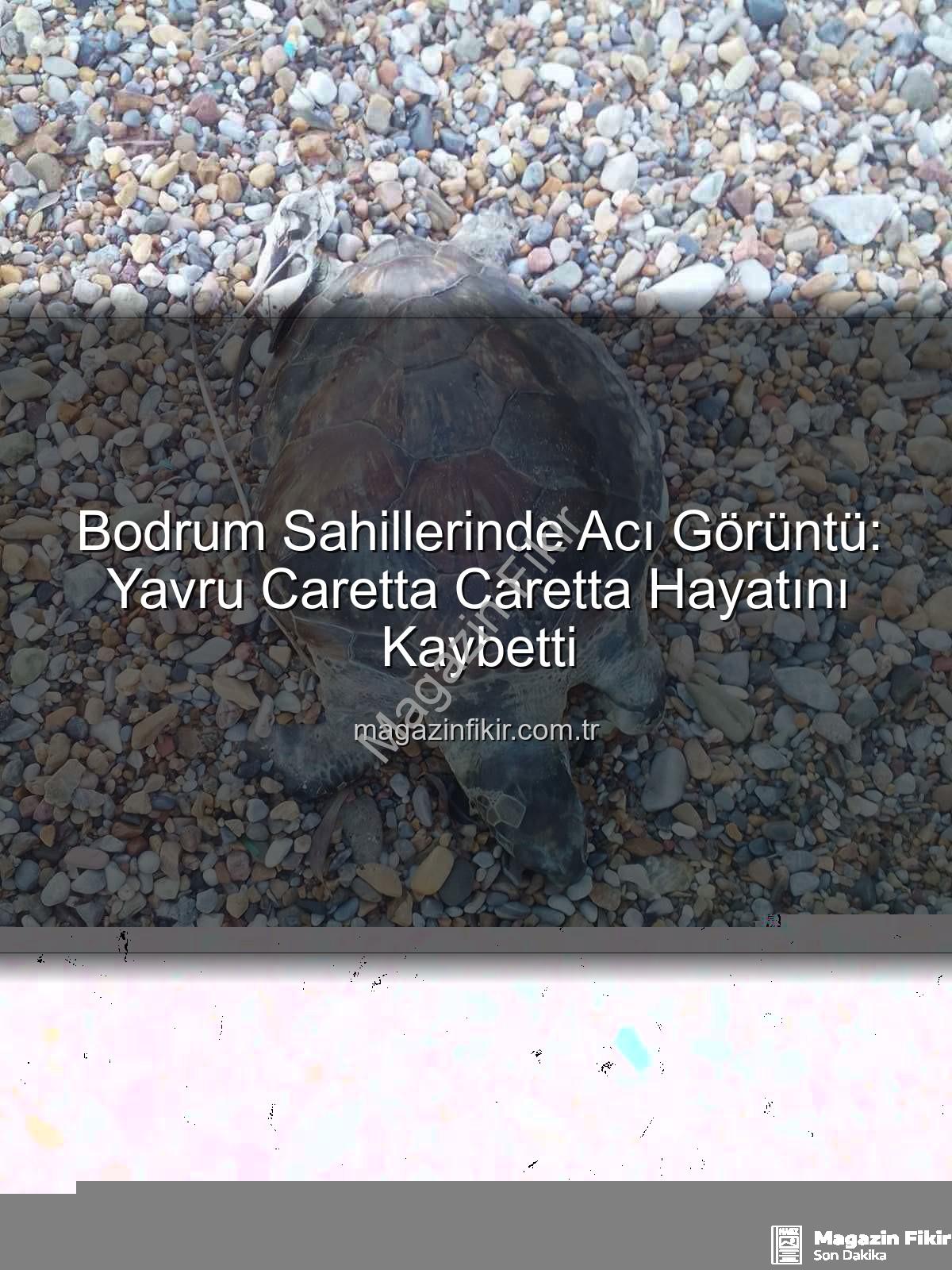 caretta caretta - Bodrum Sahillerinde Acı Görüntü: Yavru Caretta Caretta Hayatını Kaybetti