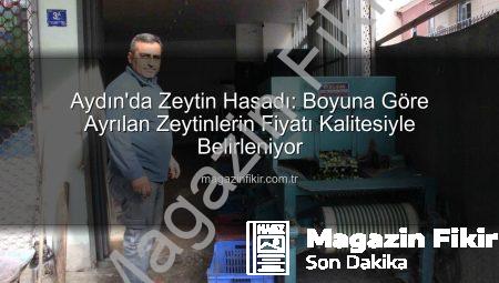 Aydın’da Zeytin Hasadı: Boyuna Göre Ayrılan Zeytinlerin Fiyatı Kalitesiyle Belirleniyor