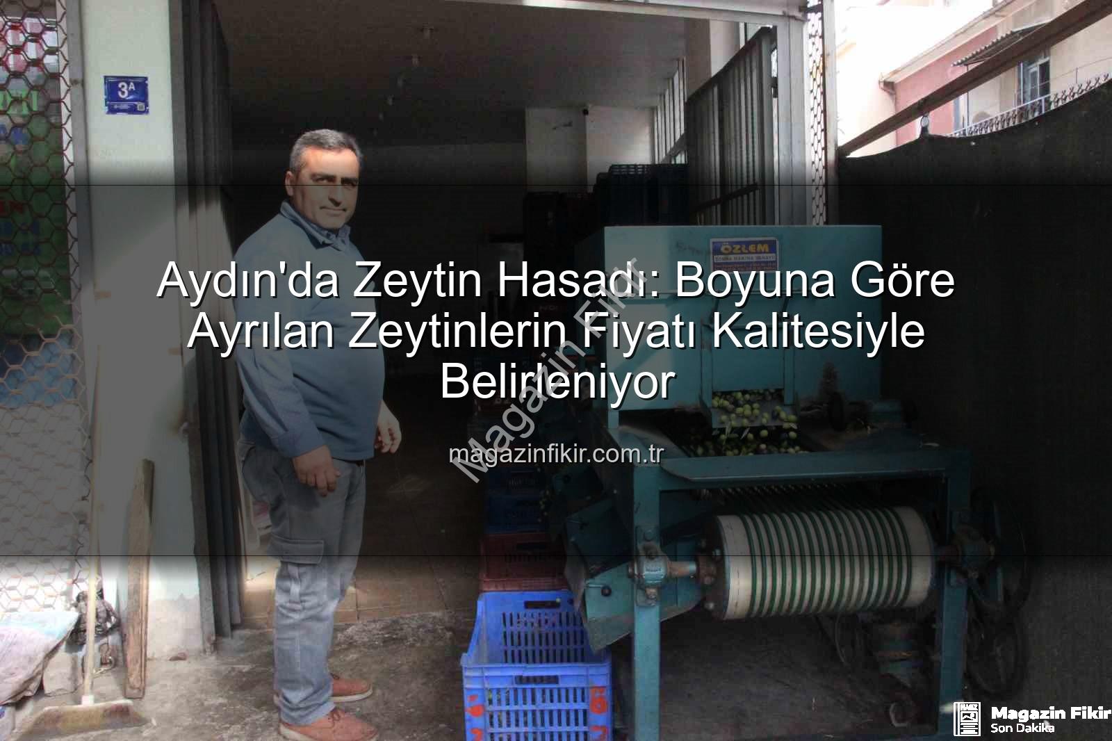 zeytin hasadı - Aydın'da Zeytin Hasadı: Boyuna Göre Ayrılan Zeytinlerin Fiyatı Kalitesiyle Belirleniyor