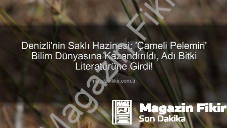 Denizli’nin Saklı Hazinesi: ‘Çameli Pelemiri’ Bilim Dünyasına Kazandırıldı, Adı Bitki Literatürüne Girdi!
