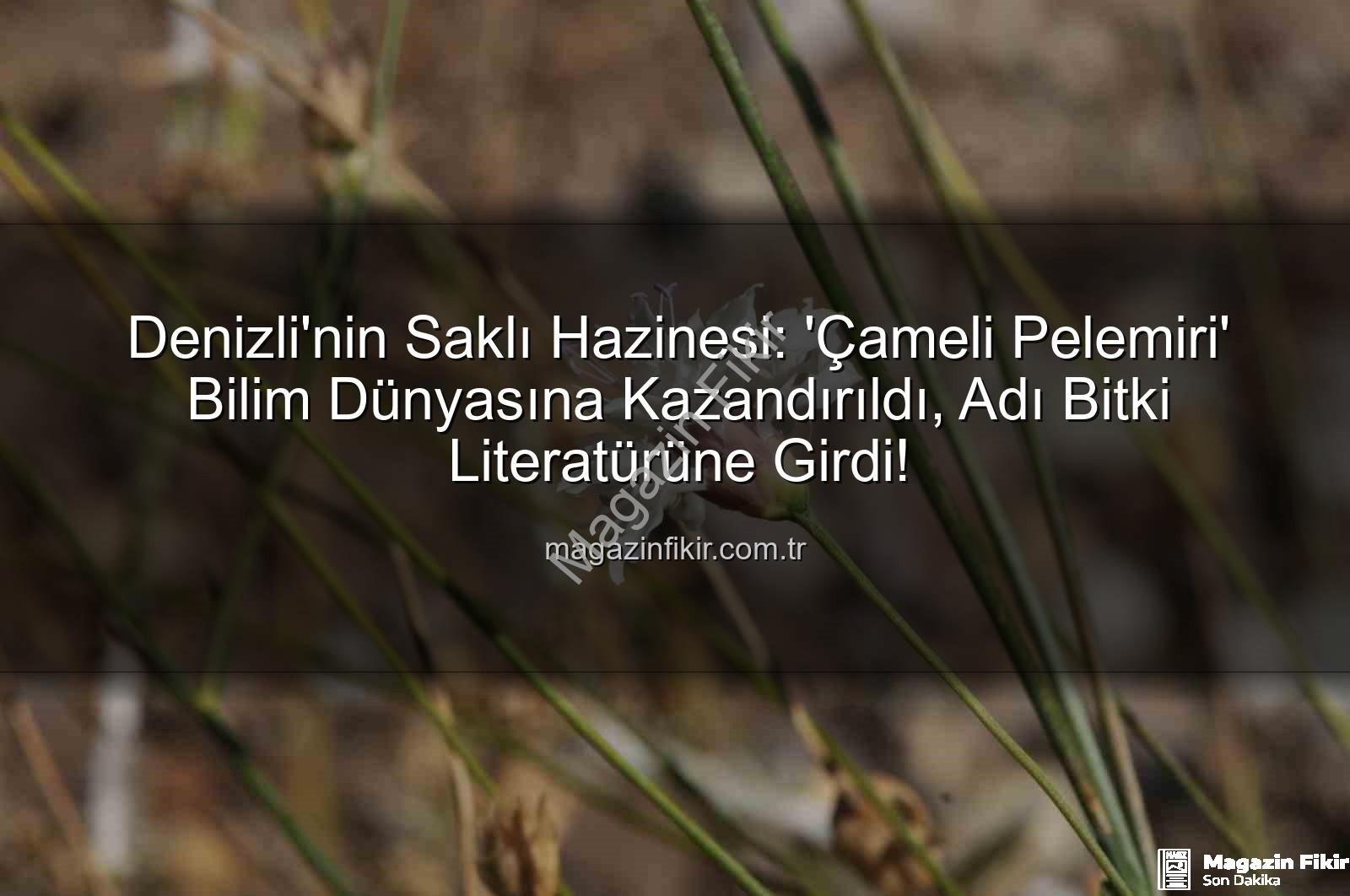 Çameli pelemiri - Denizli'nin Saklı Hazinesi: 'Çameli Pelemiri' Bilim Dünyasına Kazandırıldı, Adı Bitki Literatürüne Girdi!