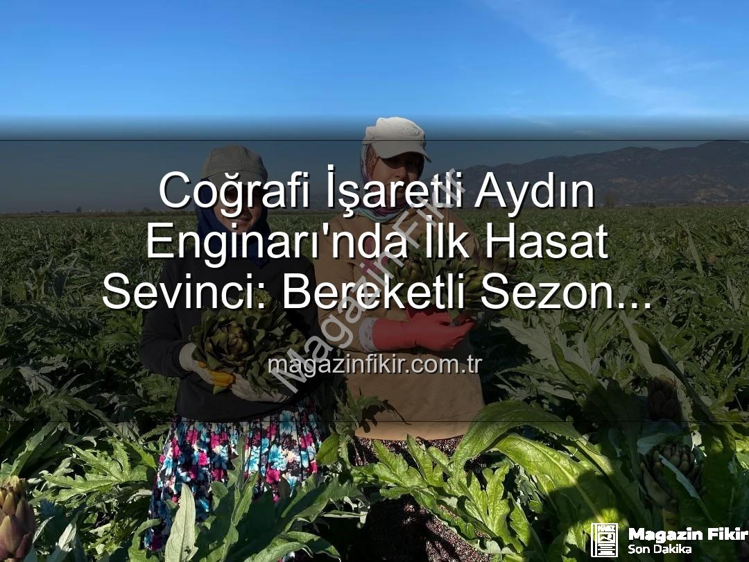 Aydın Enginarı - Coğrafi İşaretli Aydın Enginarı'nda İlk Hasat Sevinci: Bereketli Sezon Başladı!