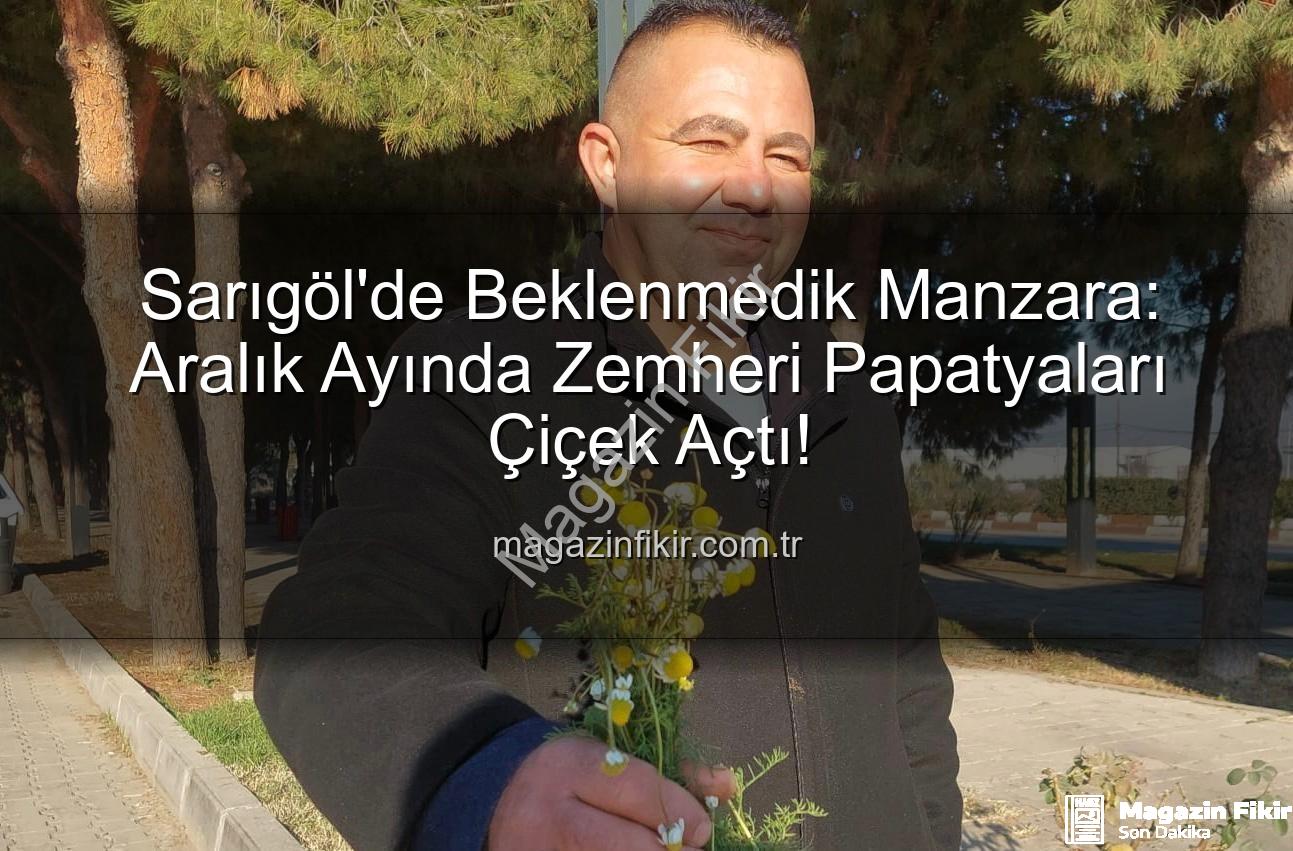 Aralık Ayı Papatyaları - Sarıgöl'de Beklenmedik Manzara: Aralık Ayında Zemheri Papatyaları Çiçek Açtı!