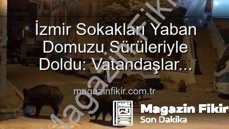 İzmir Sokakları Yaban Domuzu Sürüleriyle Doldu: Vatandaşlar Tedirgin, Yetkililer Çağrılıyor