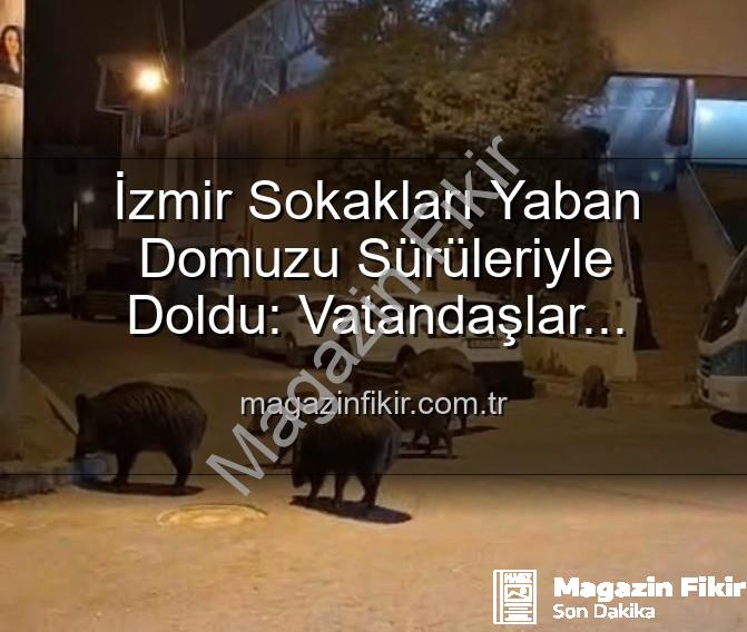 izmir yaban domuzu - İzmir Sokakları Yaban Domuzu Sürüleriyle Doldu: Vatandaşlar Tedirgin, Yetkililer Çağrılıyor